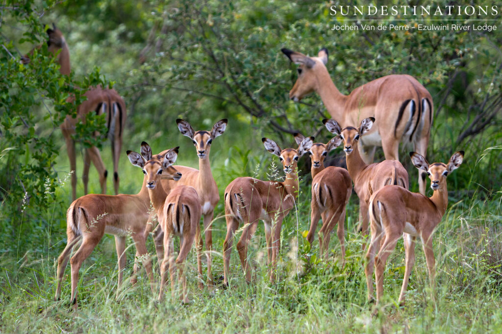 Nursery school for impala Nursery school for impala