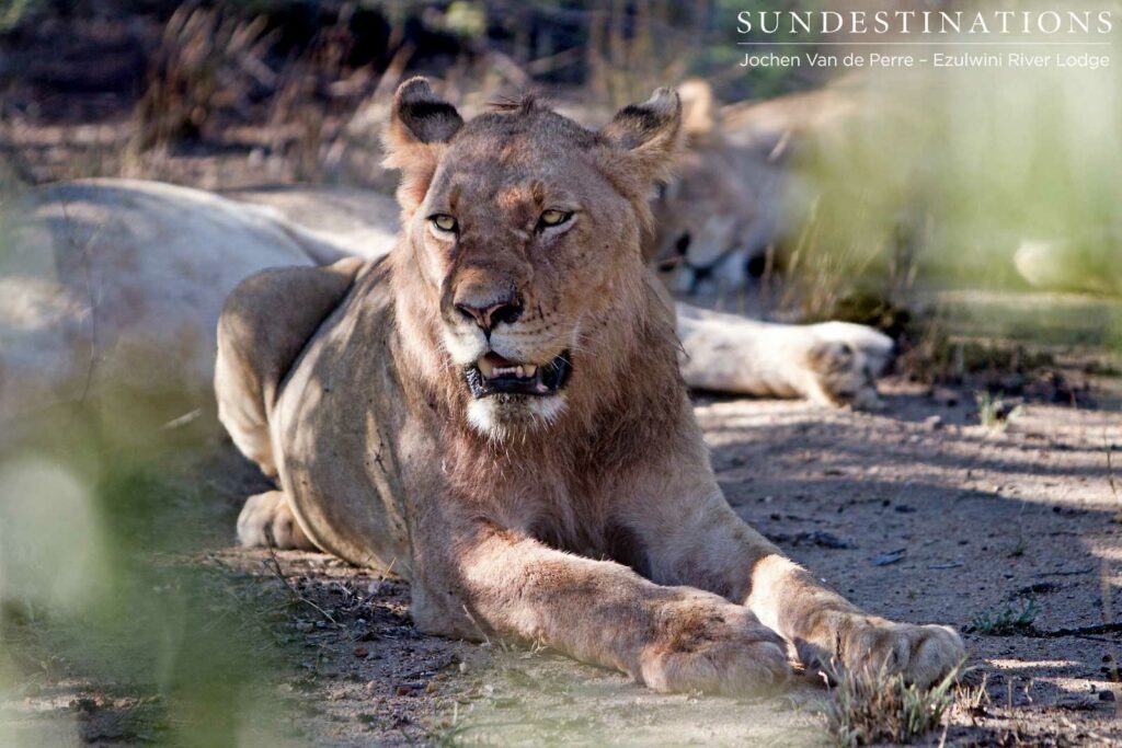 Bloodied young Olifants West lion Bloodied young Olifants West lion