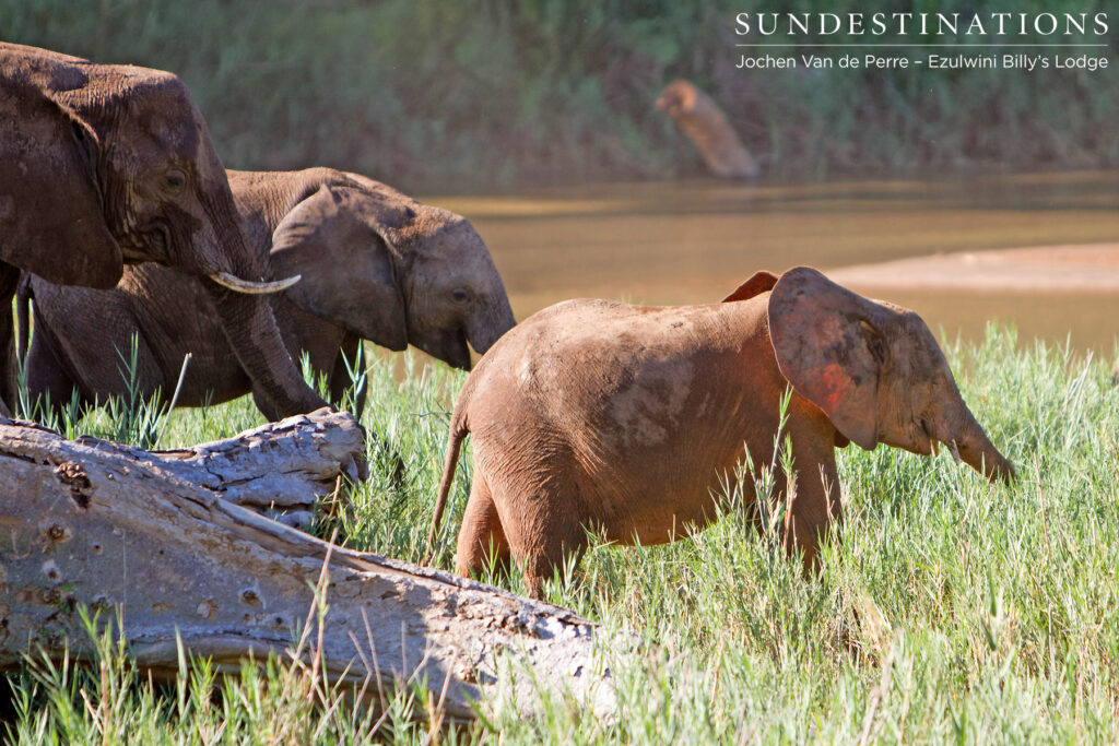Elephants on the riverbank Elephants on the riverbank