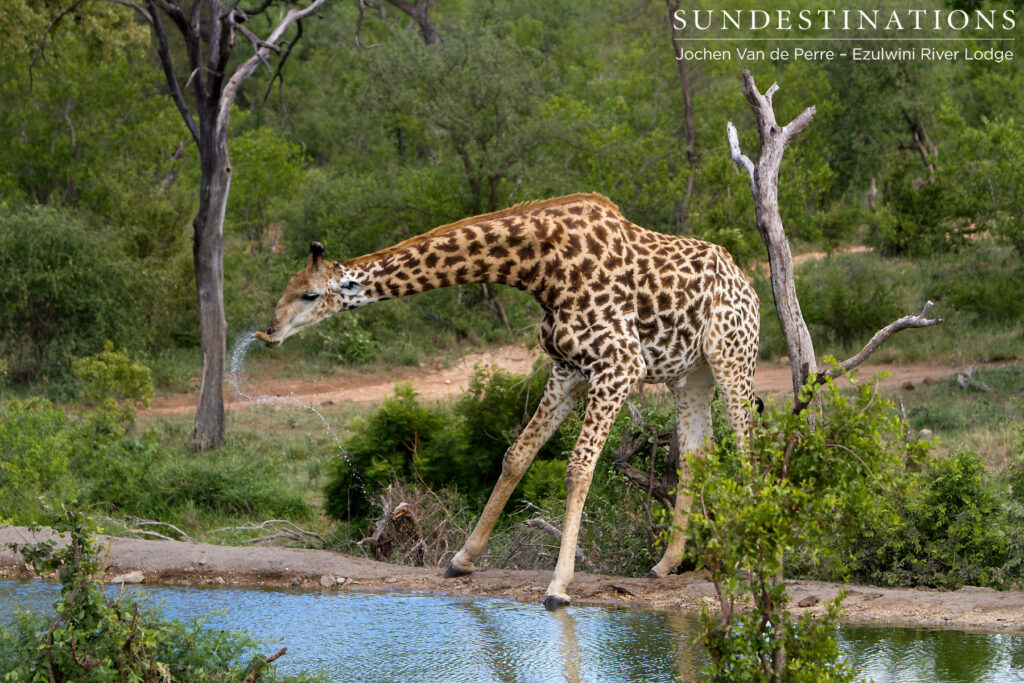 A vulnerable moment for a giraffe A vulnerable moment for a giraffe