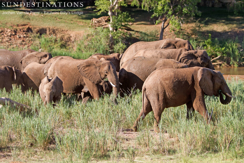 Breeding herd of elephants on the Olifants Riverbank Breeding herd of elephants on the Olifants Riverbank