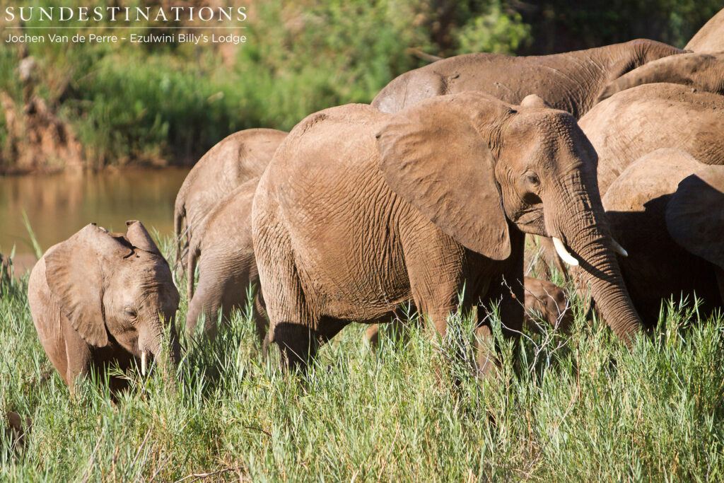 Elephants gathering on the Olifants River Elephants gathering on the Olifants River