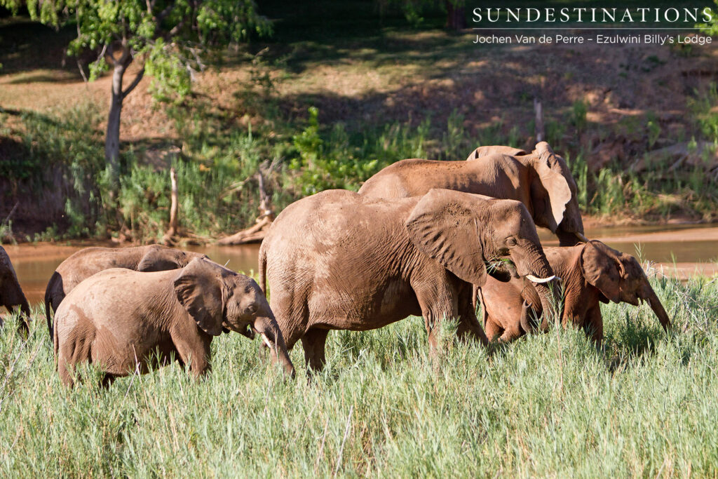 Elephant herd on the Olifants River