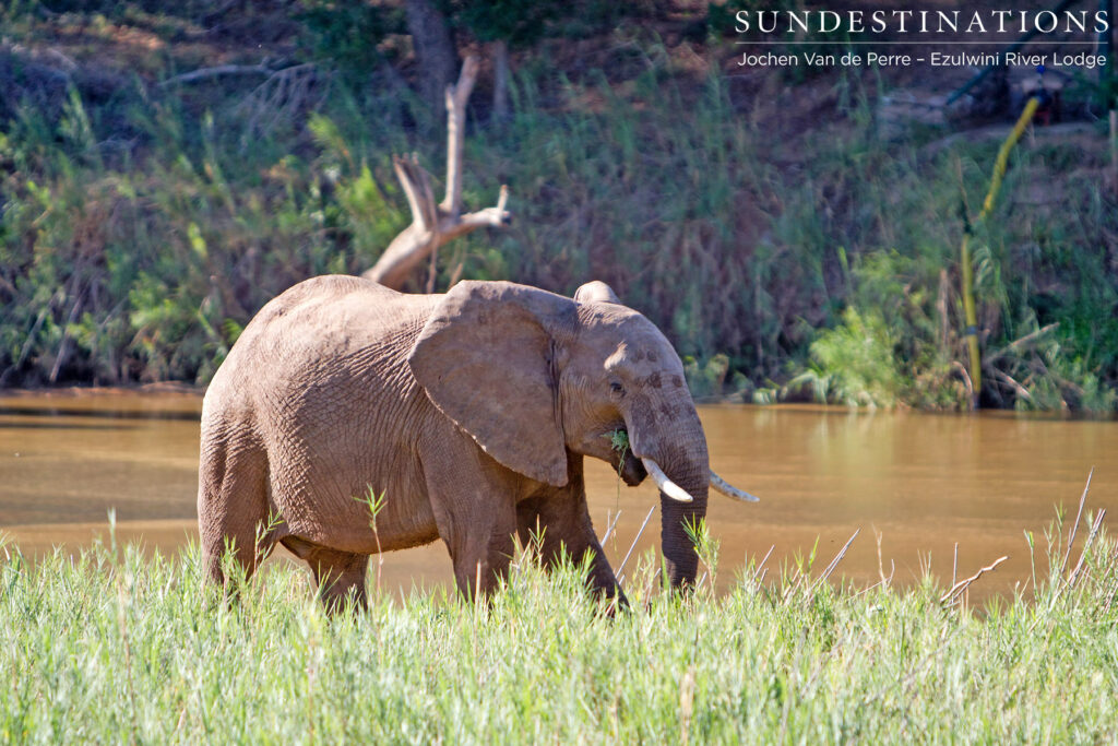 Elephants enjoying the river Elephants enjoying the river