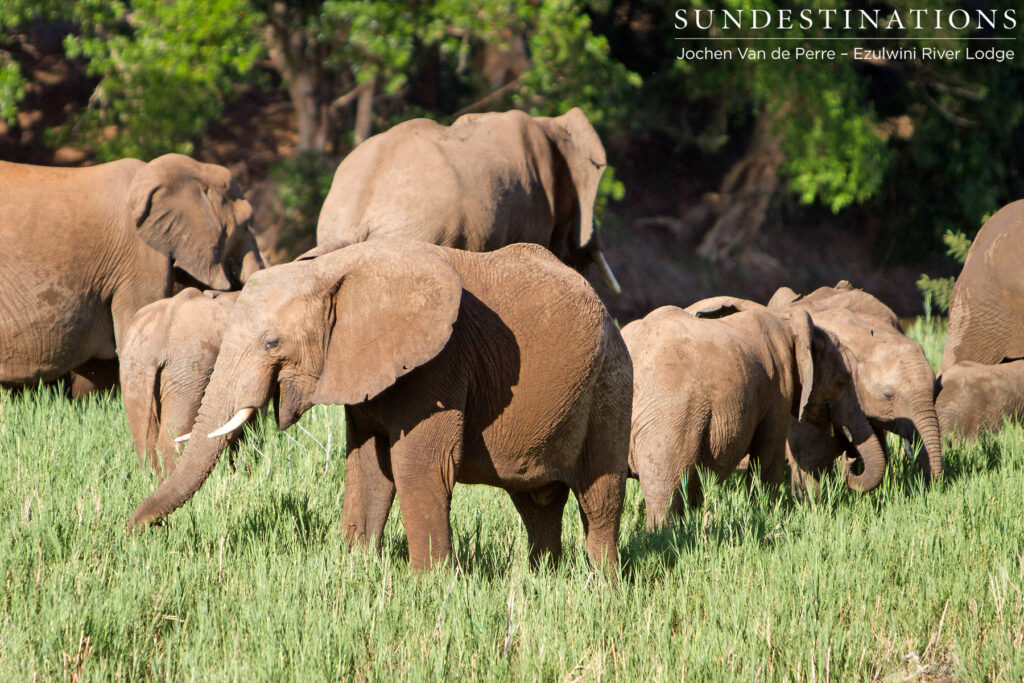 Elephant herd Elephant herd