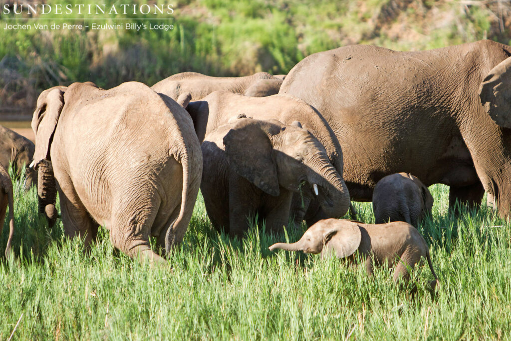 Baby elephant in the herd Baby elephant in the herd