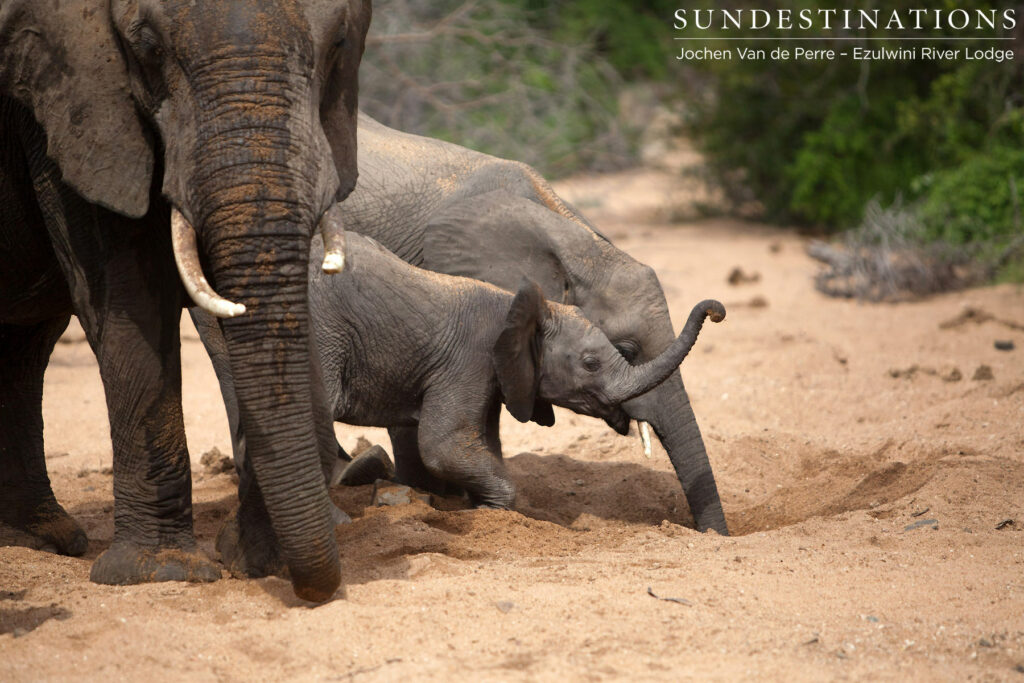 Digging deep for water in the riverbed