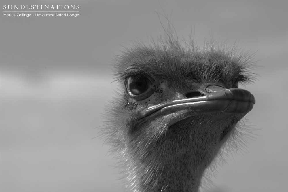 Up close ostrich Up close ostrich