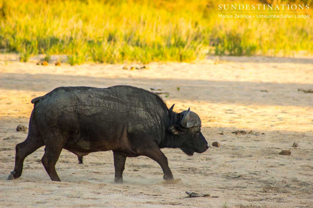 Buffalo bull walks the dry riverbed Buffalo bull walks the dry riverbed