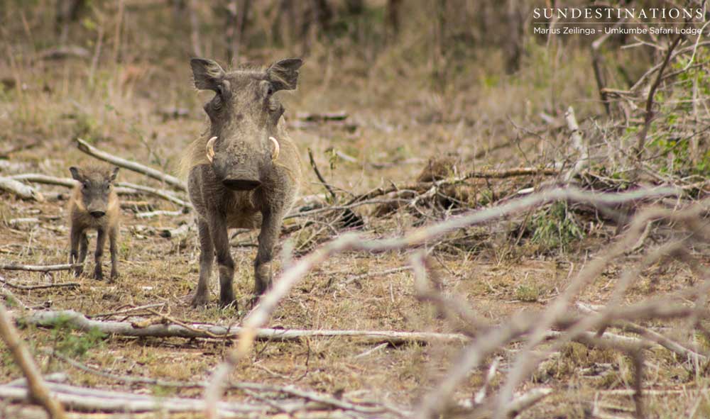 Warthog and piglet, still as statues Warthog and piglet, still as statues