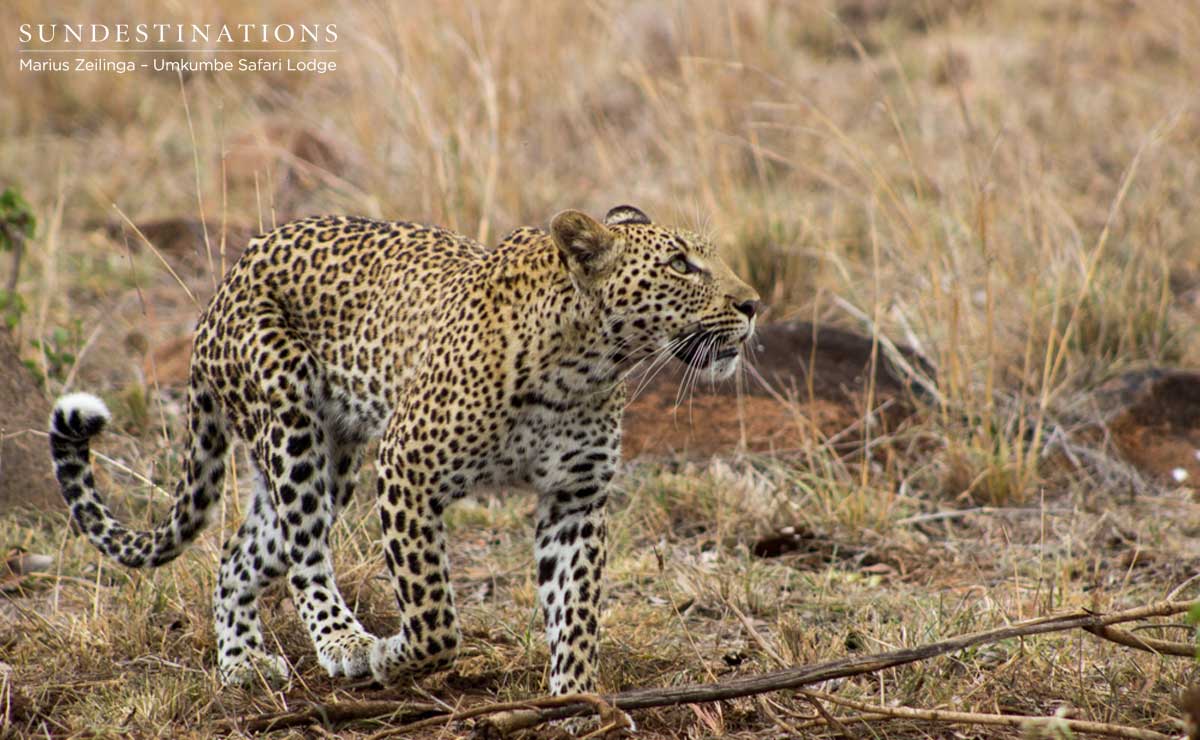 Kigelia - Little Bush Cub