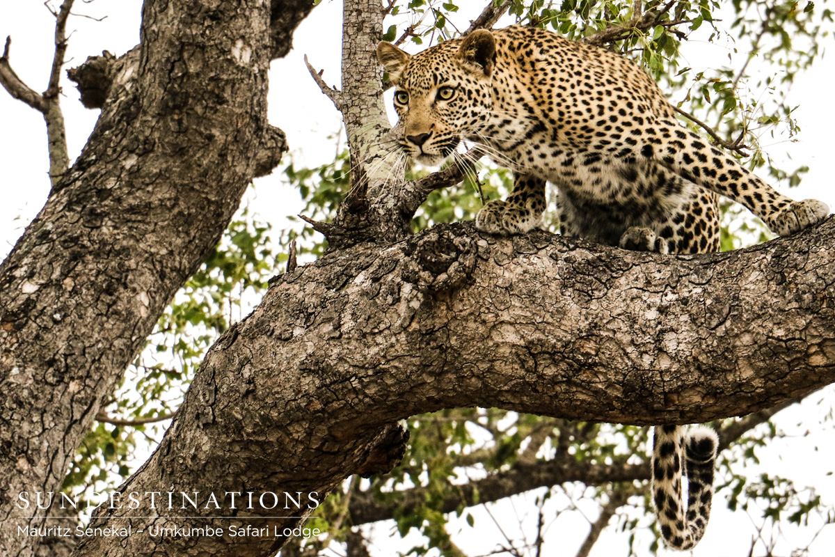 Kigelia Protects Her Kill