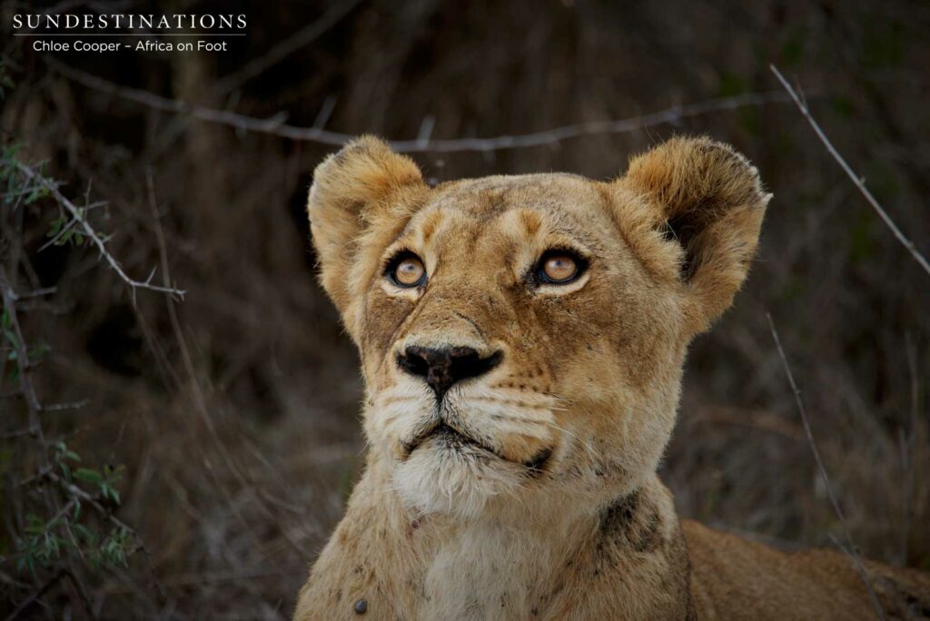 Breakaway lioness looking up