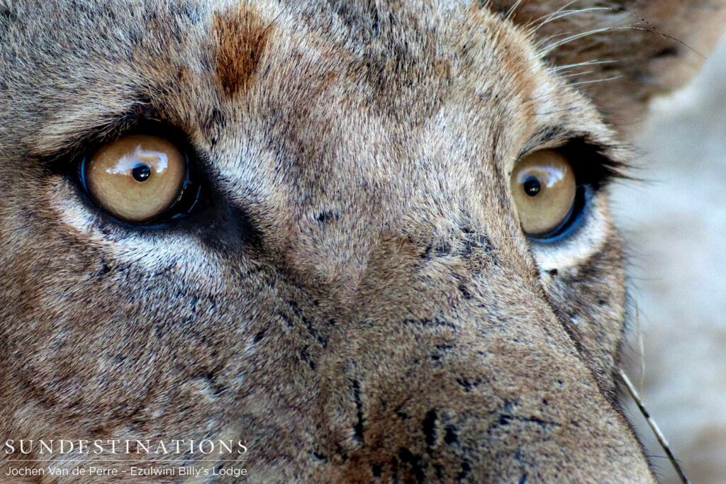 Wide-eyed after a battle with a porcupine Wide-eyed after a battle with a porcupine