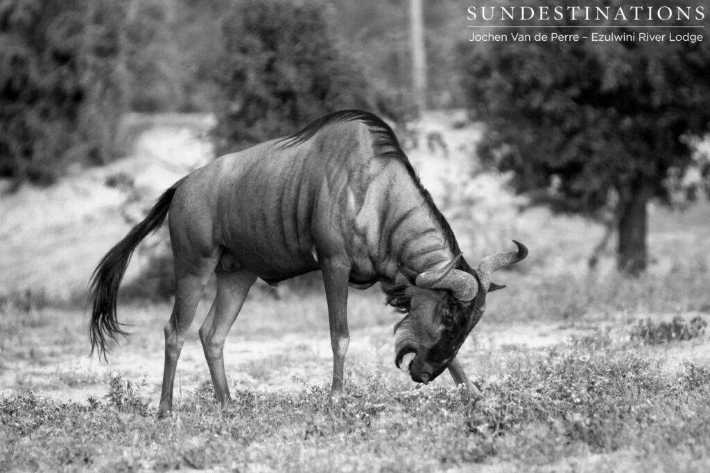 Blue wildebeest tosses its horns Blue wildebeest tosses its horns
