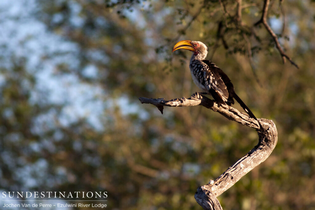 Hornbill catching some rays Hornbill catching some rays