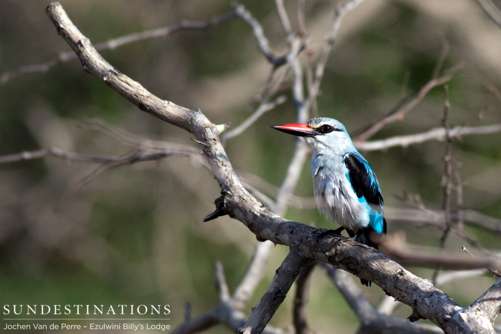 Woodlands kingfisher rests between songs Woodlands kingfisher rests between songs