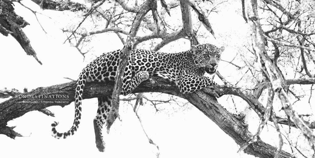 Male leopard relaxing in a tree