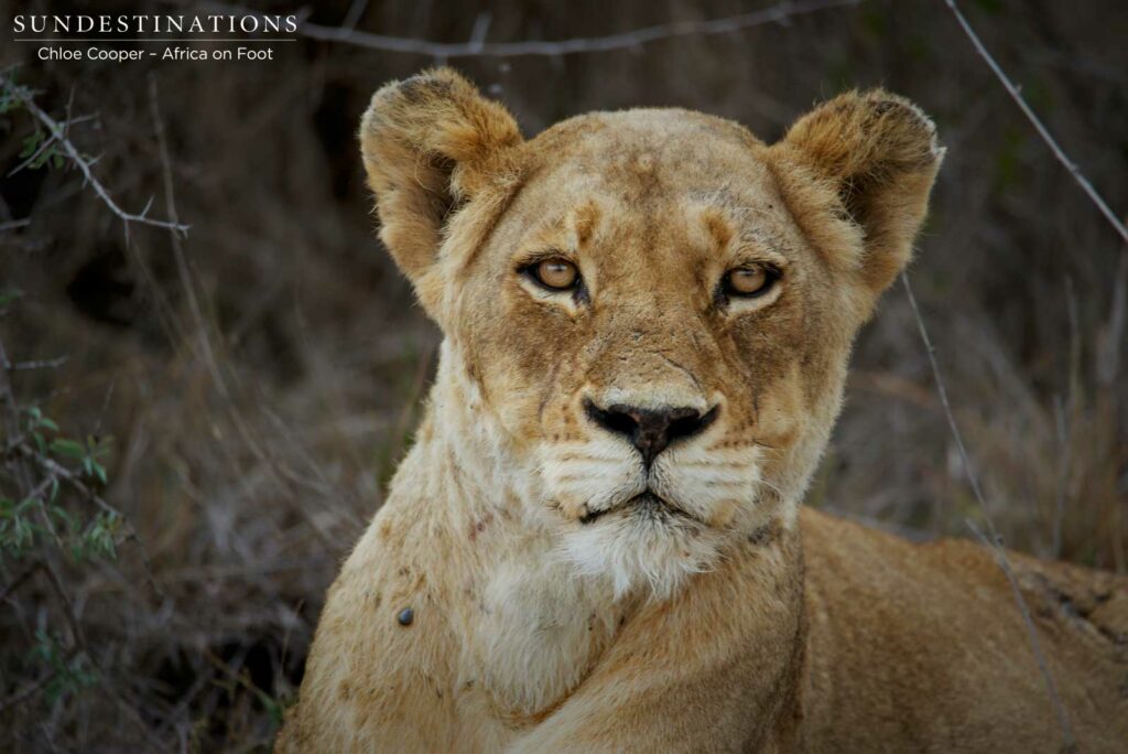 Ross Breakaway lioness gazing at the camera Ross Breakaway lioness gazing at the camera