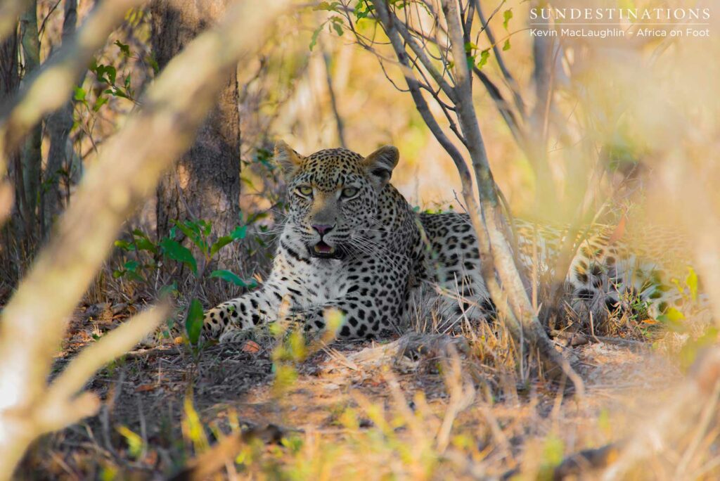 Ross Dam leopardess Ross Dam leopardess