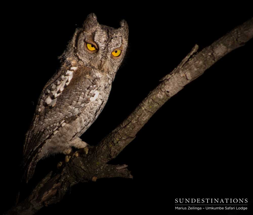 An African scops owl offers a disapproving glare An African scops owl offers a disapproving glare