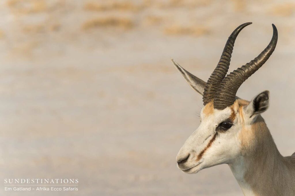 Springbok headshot Springbok headshot