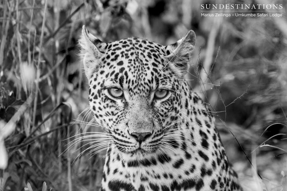 Tatowa female leopard in black and white Tatowa female leopard in black and white