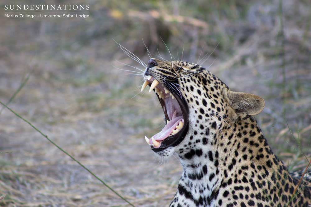 Tatowa providing ample photographic opportunities