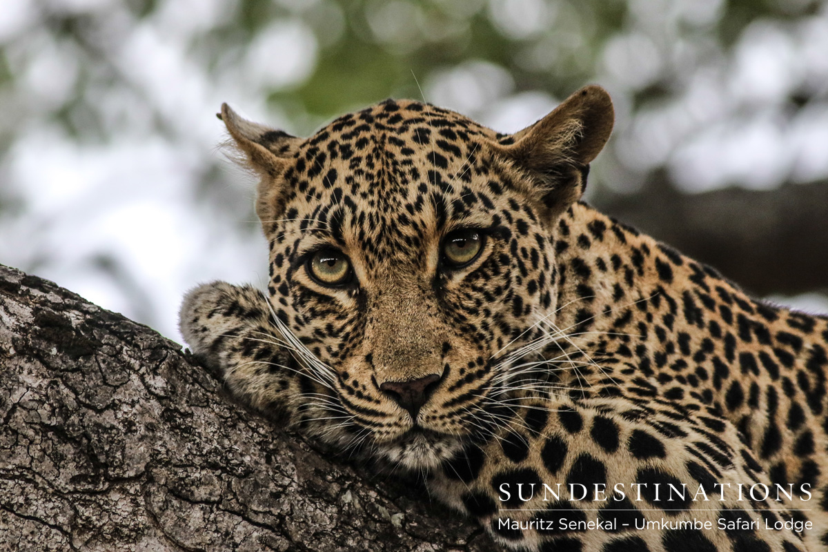 Tatowa Hiding in Tree