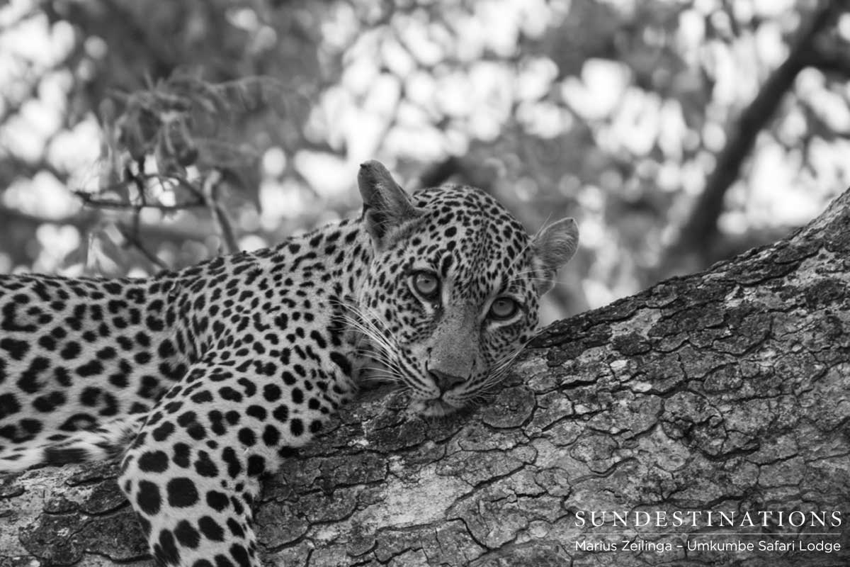 Tatowa Leopardess