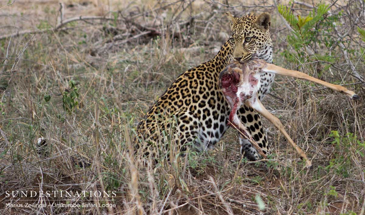 Tatowa - Impala Kill