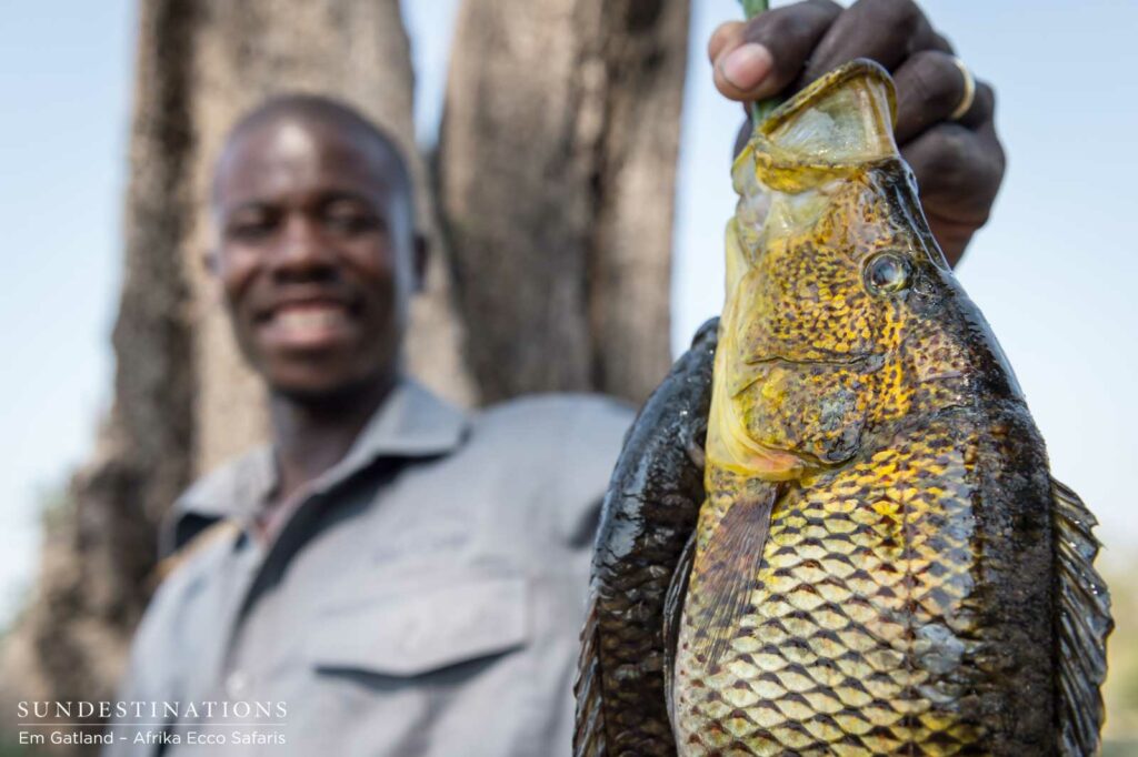 Delta-caught tilapia Delta-caught tilapia