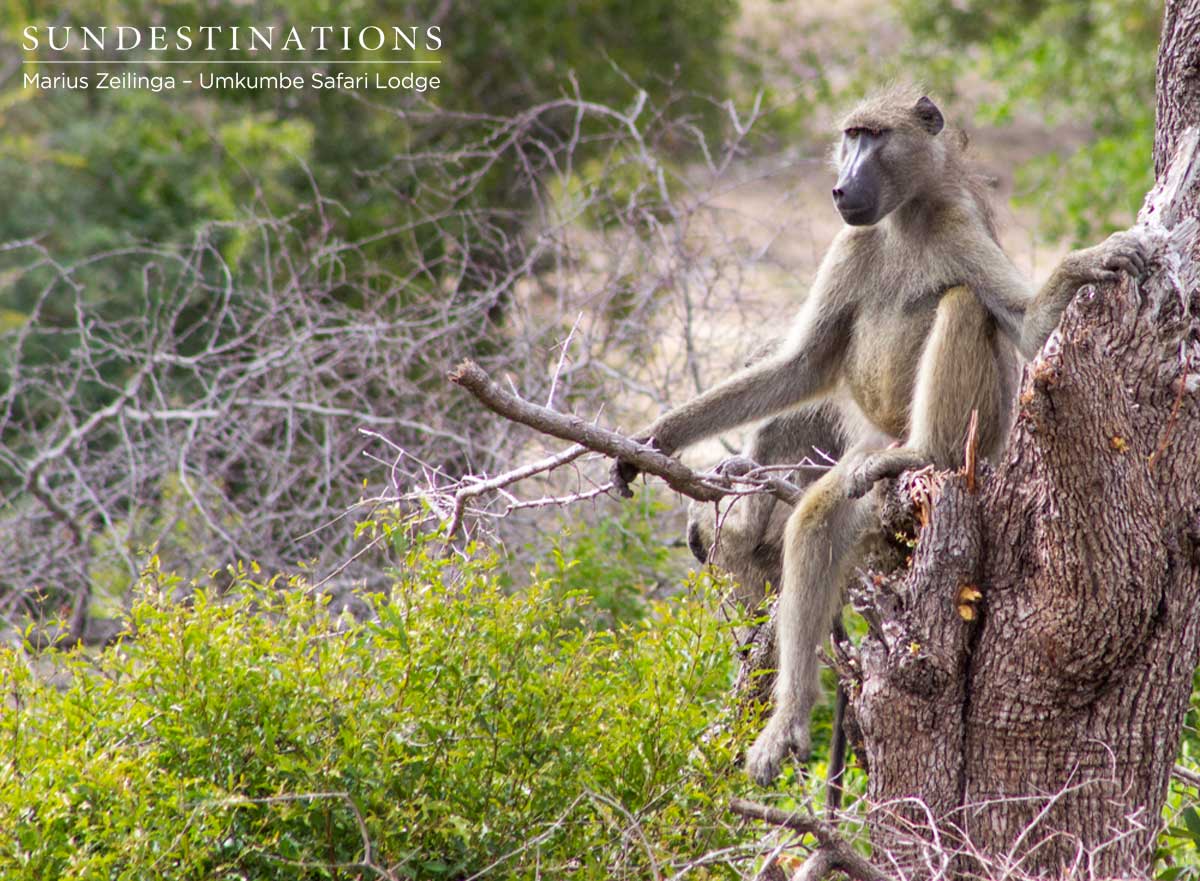 Baboon at Umkumbe Baboon at Umkumbe