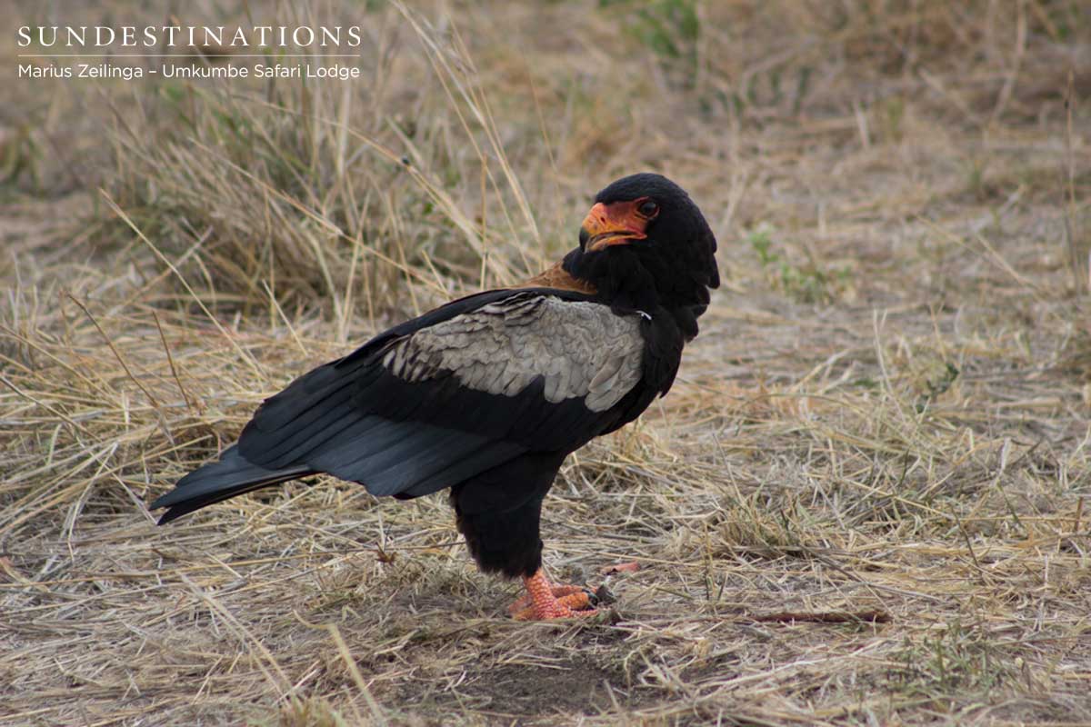 Bateleur Eagle