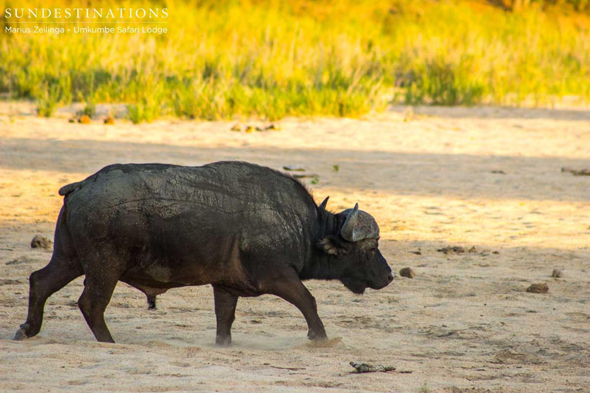 Buffalo Bull Buffalo Bull