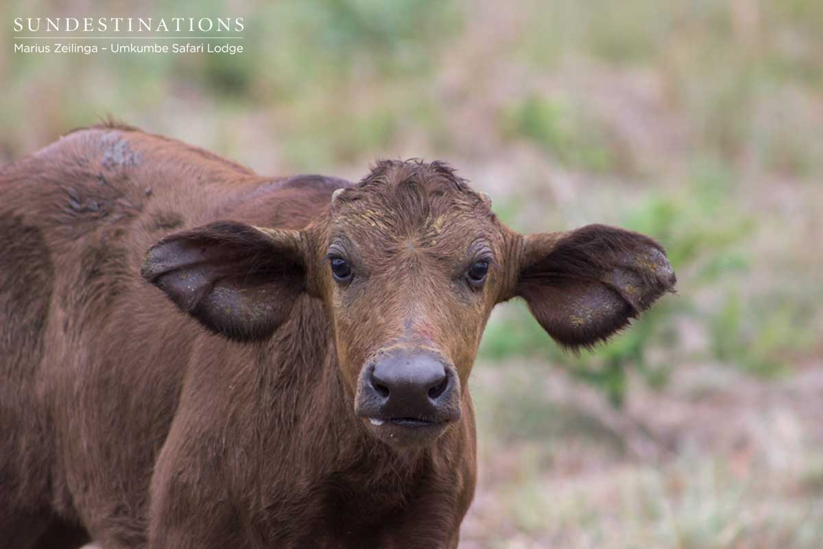 Buffalo Calf Buffalo Calf