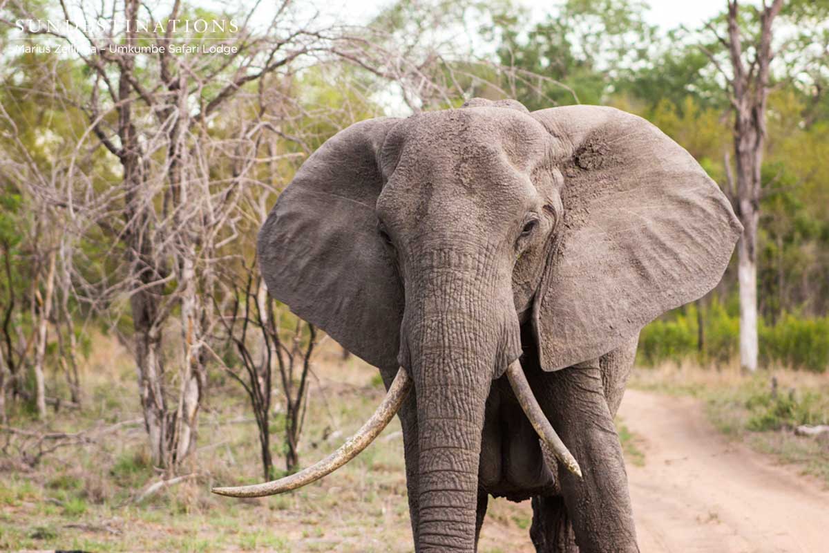 Elephant Cow with Tusks Umkumbe Cow with Tusks