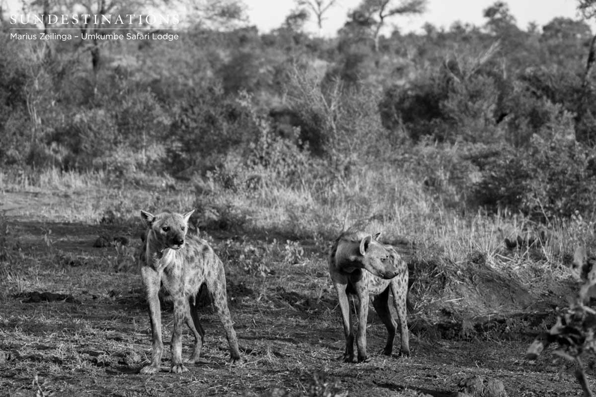 Hyena at Sunset Hyena at Sunset