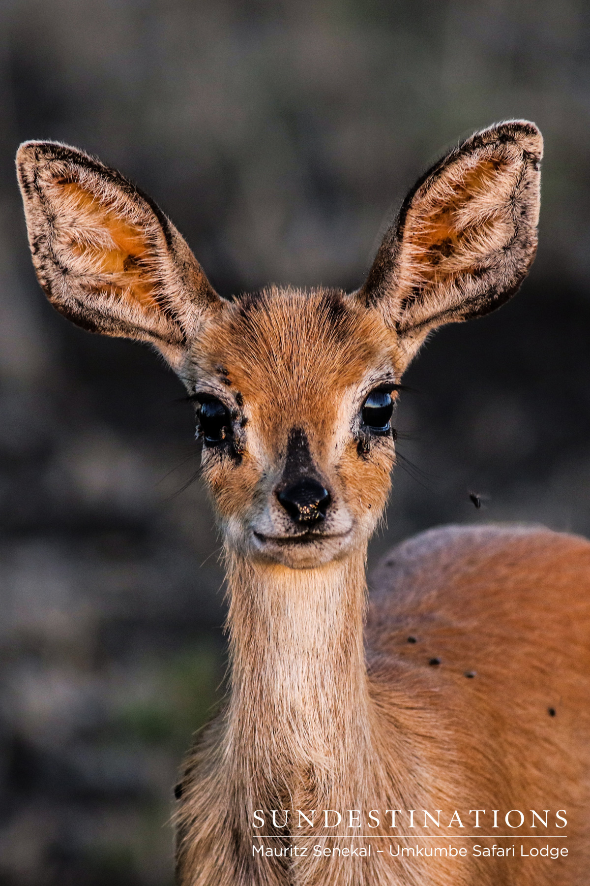 Umkumbe Steenbok Umkumbe Steenbok