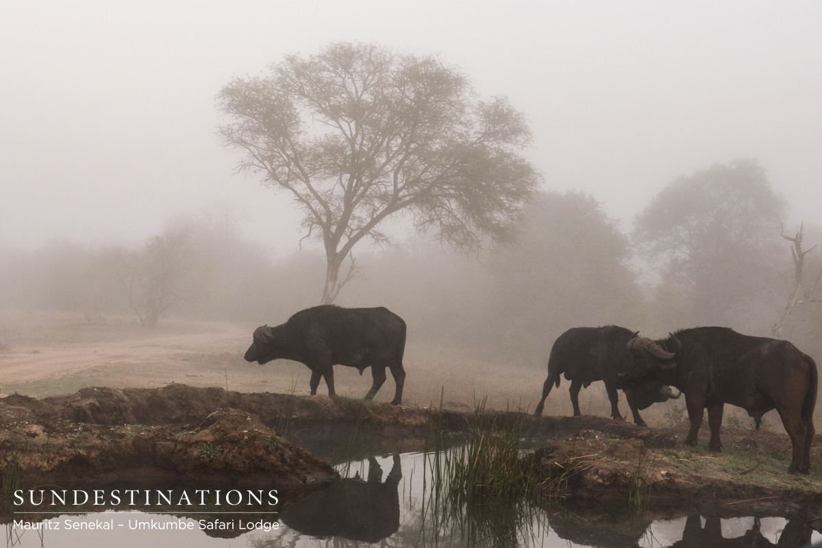 Umkumbe Cape Buffalo Umkumbe Cape Buffalo