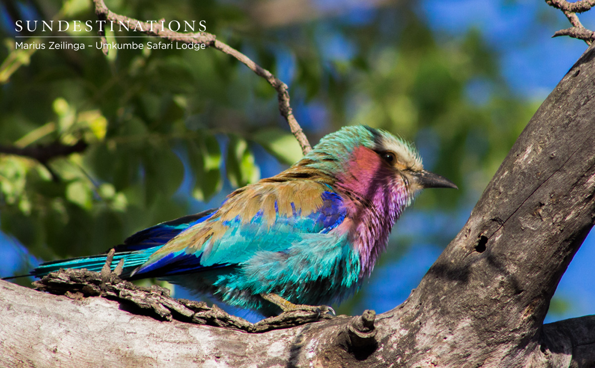 Lilac-breasted Roller Lilac-breasted Roller