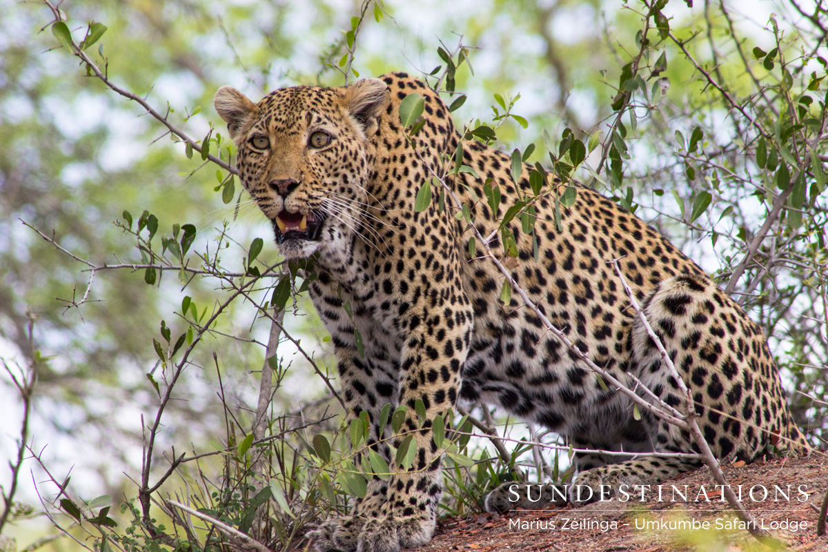 Leopard - White Dam Leopard - White Dam