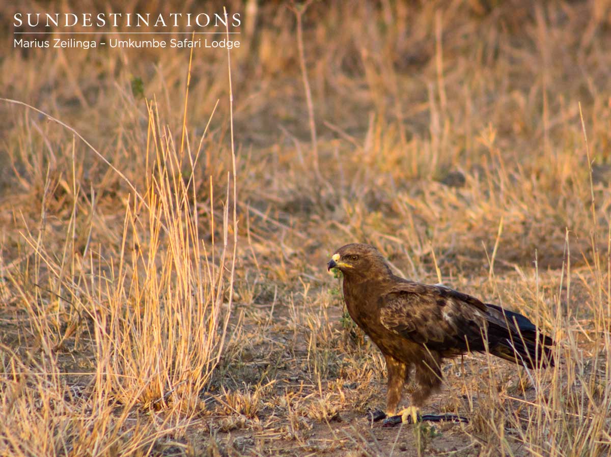 Wahlberg's Eagle Wahlberg's Eagle
