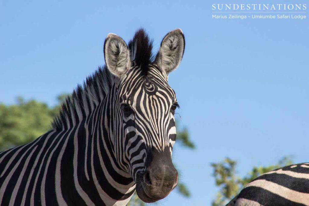 Zebra Markings