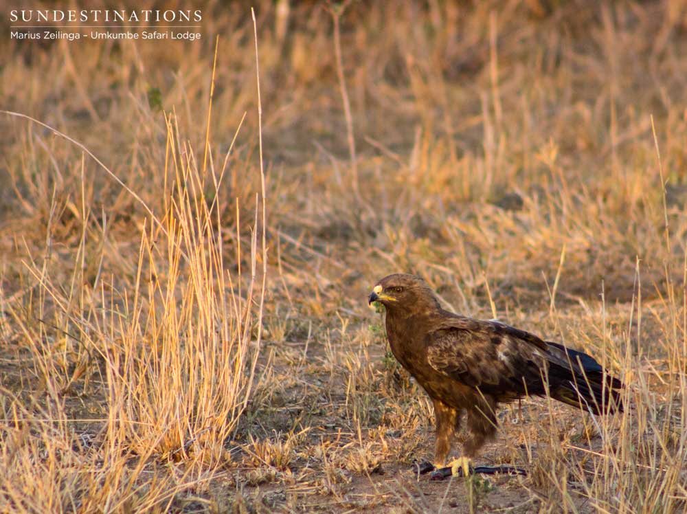 Wahlberg's eagle with its snake prey Wahlberg's eagle with its snake prey