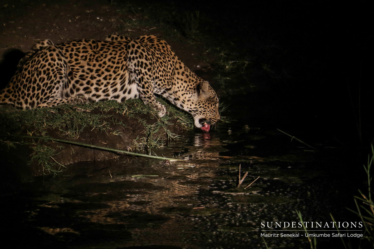 White Dam Leopardess