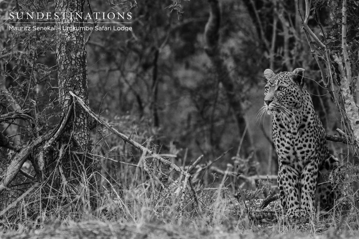 Leopardess White Dam
