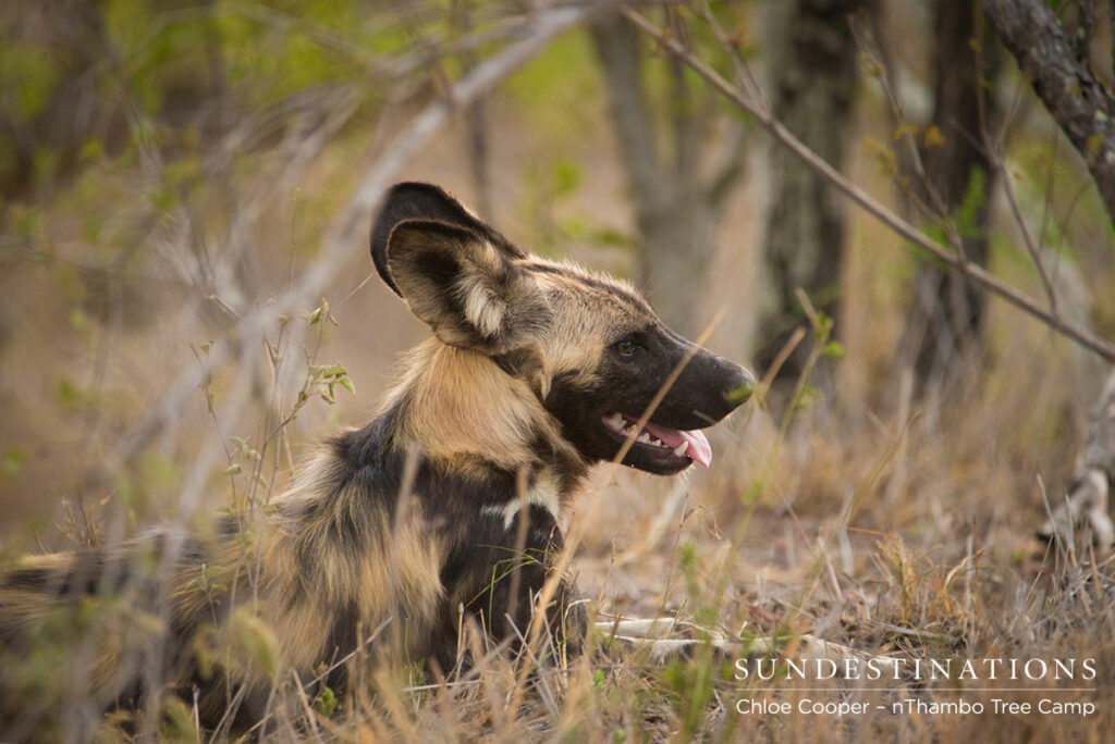 African Wild Dog