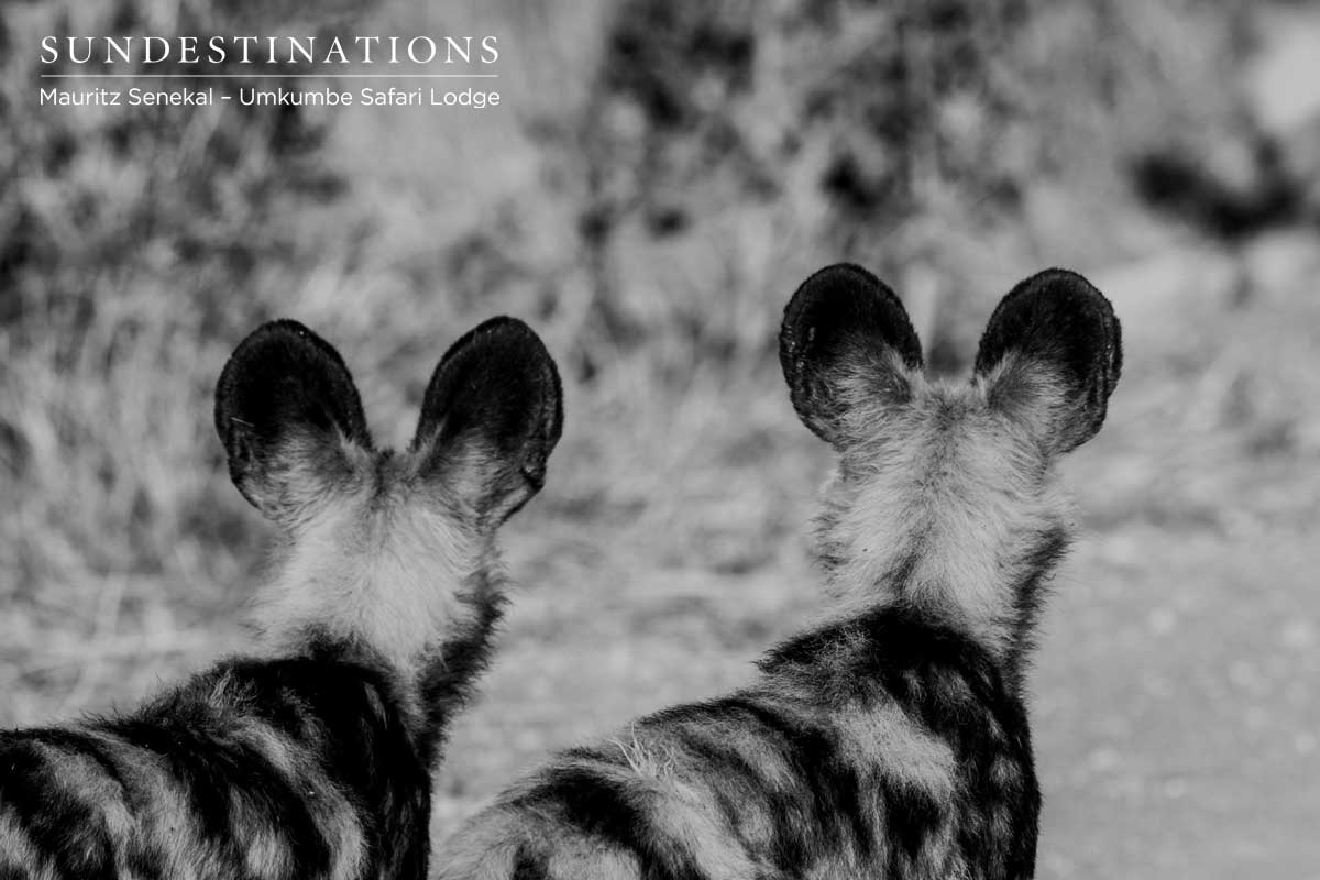 Wild Dogs - Umkumbe