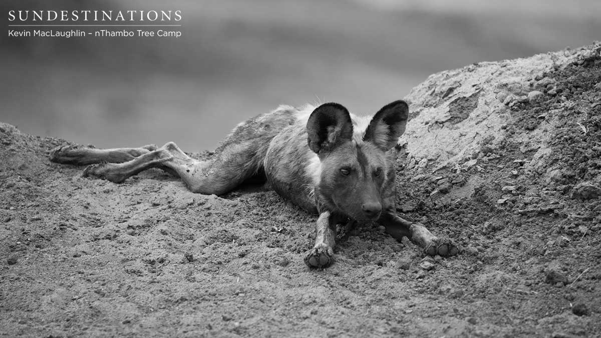 nThambo Wild Dogs